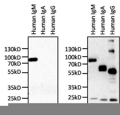 Western Blot: Human IgM Antibody (P5E2) [NBP1-78603]