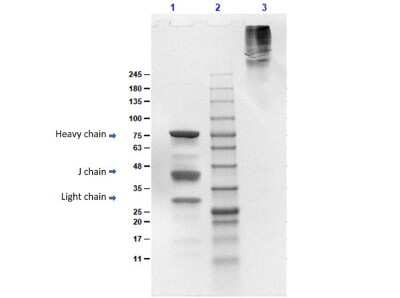 SDS-PAGE: Human IgM Heavy Chain Isotype Control [NBP1-96772]