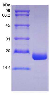 SDS-PAGE: Recombinant Human MANF Protein [NBP2-34951]