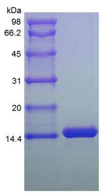 Simple Western: Recombinant Human MIA2 Protein [NBP2-34986]