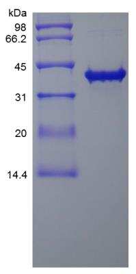 SDS-PAGE: Recombinant Human SOX2 TAT Protein [NBP2-35268]