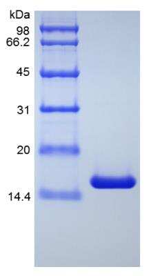 SDS-PAGE: Recombinant Human TNF-alpha Variant Protein [NBP2-35082]
