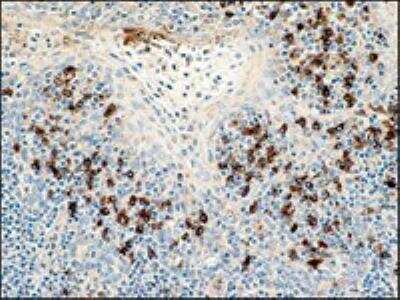 Immunohistochemistry-Paraffin: Lambda Light Chain Antibody (K22-Y) [NBP1-30142]