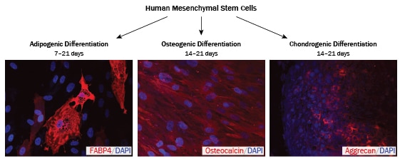 Verification of Multipotency using the Human Mesenchymal Stem Cell Functional Identification Kit. 
