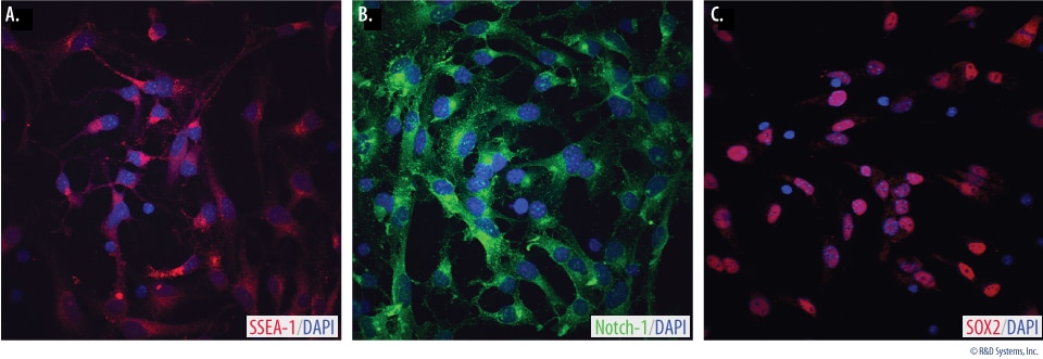 Verification of Neural Progenitor Marker Expression in Mouse Neural Stem Cells.