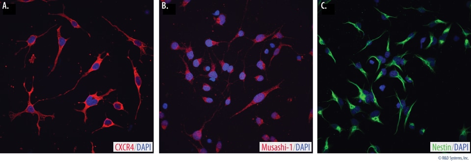 Verification of Neural Progenitor Marker Expression in Rat Neural Stem Cells.