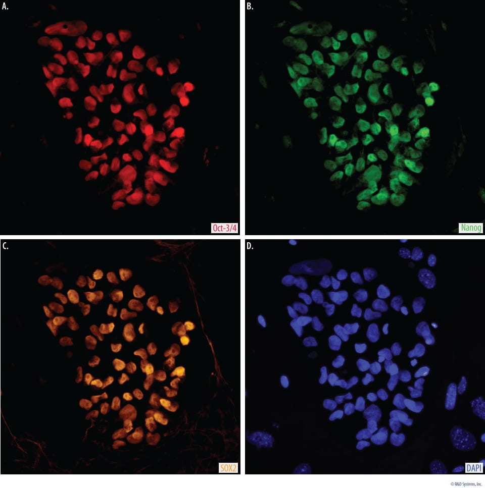 Verification of Human Embryonic Stem Cell Pluripotency.