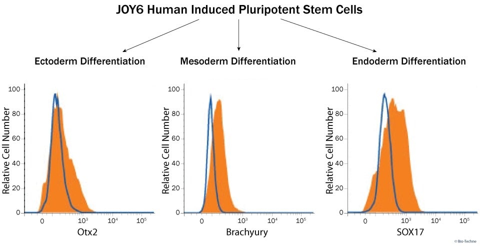 Analysis of Functional Tri-lineage Differentiation using Flow Cytometry.