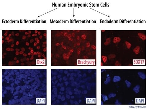 Verification of Human Embryonic Stem Cell Pluripotency.