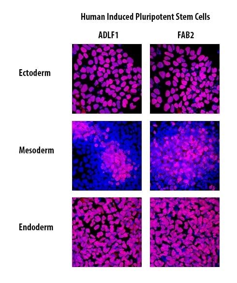 Verification of Human Induced Pluripotent Stem Cell Pluripotency.