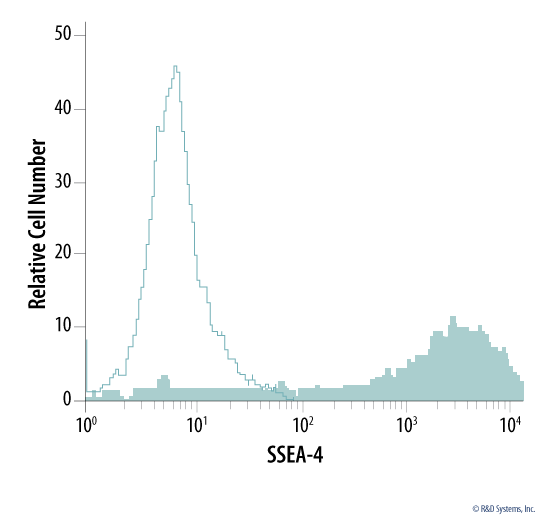 Detection of SSEA-4 in Human Embryonic Stem Cells.