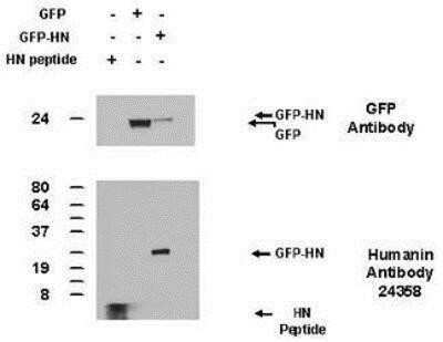 Western Blot: Humanin AntibodyBSA Free [NB300-245]