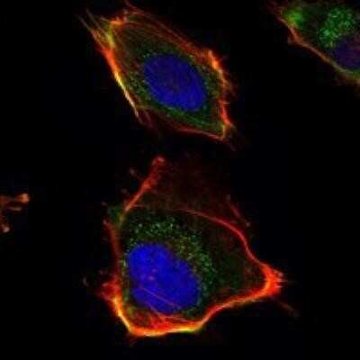 Immunocytochemistry/ Immunofluorescence: Hyaluronan synthase 1 Antibody (3E10) - BSA Free [NBP1-51635]