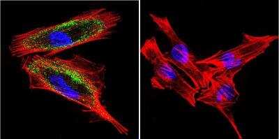 Immunocytochemistry/ Immunofluorescence: Hydrogen Potassium ATPase Beta Antibody (2G11) [NB300-583]