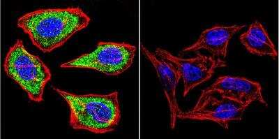 Immunocytochemistry/ Immunofluorescence: Hydrogen Potassium ATPase Beta Antibody (2G11) [NB300-583]