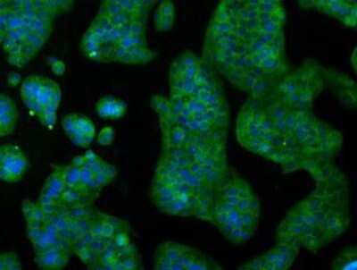 Flow Cytometry: IBRDC2 Antibody (OTI9H10) - Azide and BSA Free [NBP2-72470]