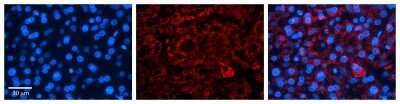 Immunohistochemistry: ICA1 Antibody [NBP1-56426]