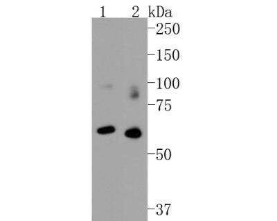 Western Blot: ICAM-1/CD54 Antibody (J0-F7) [NBP2-66896]