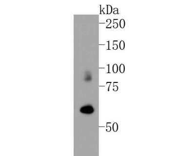 Western Blot: ICAM-1/CD54 Antibody (J0-F7) [NBP2-66896]