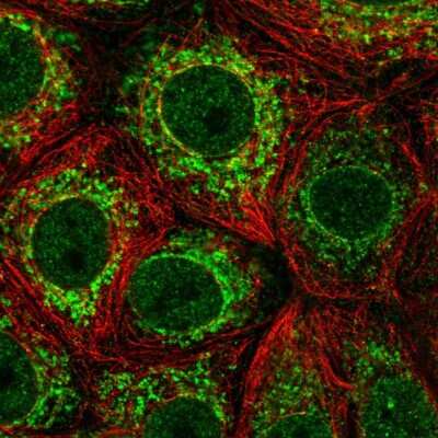 Immunocytochemistry/ Immunofluorescence: ICAM-3/CD50 Antibody [NBP2-57135]