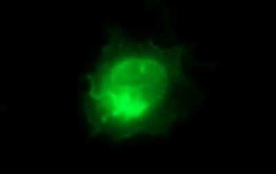 Immunofluorescence: ICAM-3/CD50 Antibody (OTI1E7) [NBP2-46010]
