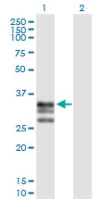 Western Blot: ICAM-4 Antibody [H00003386-D01P]