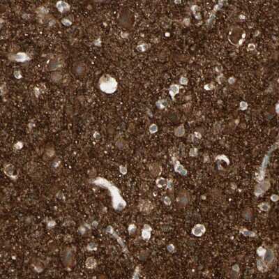 Immunohistochemistry-Paraffin: ICAM-5 Antibody [NBP1-86938]