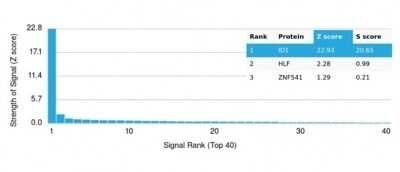 Protein Array: ID1 Antibody (PCRP-ID1-2F11) [NBP3-13940]
