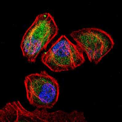 Immunocytochemistry/ Immunofluorescence: ID2 Antibody [NBP2-27194]