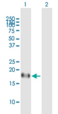 Western Blot: ID4 Antibody [H00003400-B01P]