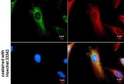 Immunocytochemistry/ Immunofluorescence: IDH2 Antibody (673) [NBP2-43572]