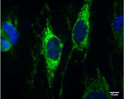 Immunocytochemistry/ Immunofluorescence: IDH2 Antibody (673) [NBP2-43572]