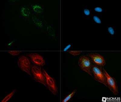 Immunocytochemistry/ Immunofluorescence: IDH2 Antibody - BSA Free [NBP2-22166]