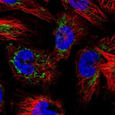 Immunocytochemistry/ Immunofluorescence: IDH3A Antibody [NBP1-85840]