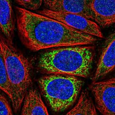 Immunocytochemistry/ Immunofluorescence: IDH3A Antibody [NBP2-57139]