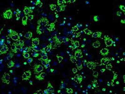 Flow Cytometry: IDH3A Antibody (OTI2F11) - Azide and BSA Free [NBP2-70992]