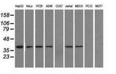 Western Blot: IDH3A Antibody (OTI2F11)Azide and BSA Free [NBP2-70992]