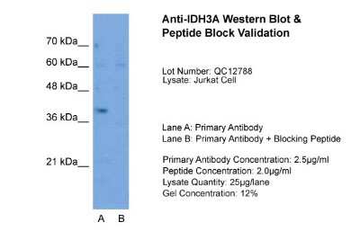 Western Blot: IDH3A Antibody [NBP1-54736]