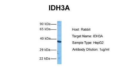 Western Blot: IDH3A Antibody [NBP1-54736]