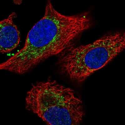 Immunocytochemistry/ Immunofluorescence: IDH3B Antibody [NBP2-14114]