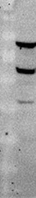 Western Blot: IDH3B Antibody [H00003420-D01P]
