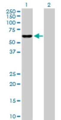 Western Blot: IDH3B Antibody [H00003420-D01P]
