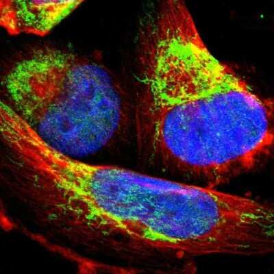 Immunocytochemistry/ Immunofluorescence: IDH3G Antibody [NBP1-85824]