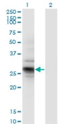 Western Blot: IDI2 Antibody (1C11) [H00091734-M01]