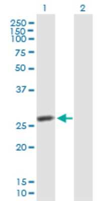 Western Blot: IDI2 Antibody [H00091734-B01P]