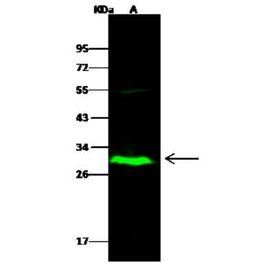 Western Blot: IDI2 Antibody [NBP2-97025]