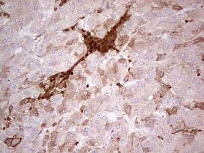 Immunohistochemistry: IDO2 Antibody (OTI11B2) [NBP2-46021]