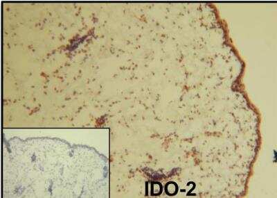 Immunohistochemistry-Frozen: IDO2 Antibody [NBP1-45209]