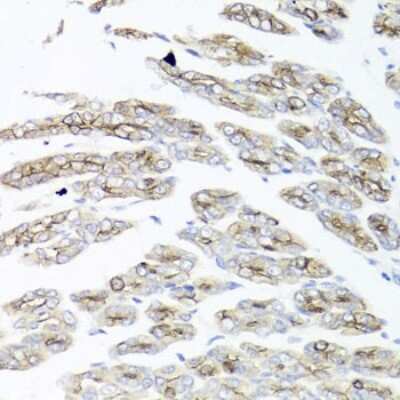 Immunohistochemistry-Paraffin: IER3 Antibody - BSA Free [NBP3-03948]