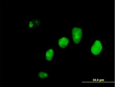Immunocytochemistry/ Immunofluorescence: IFI16 Antibody [H00003428-B01P]